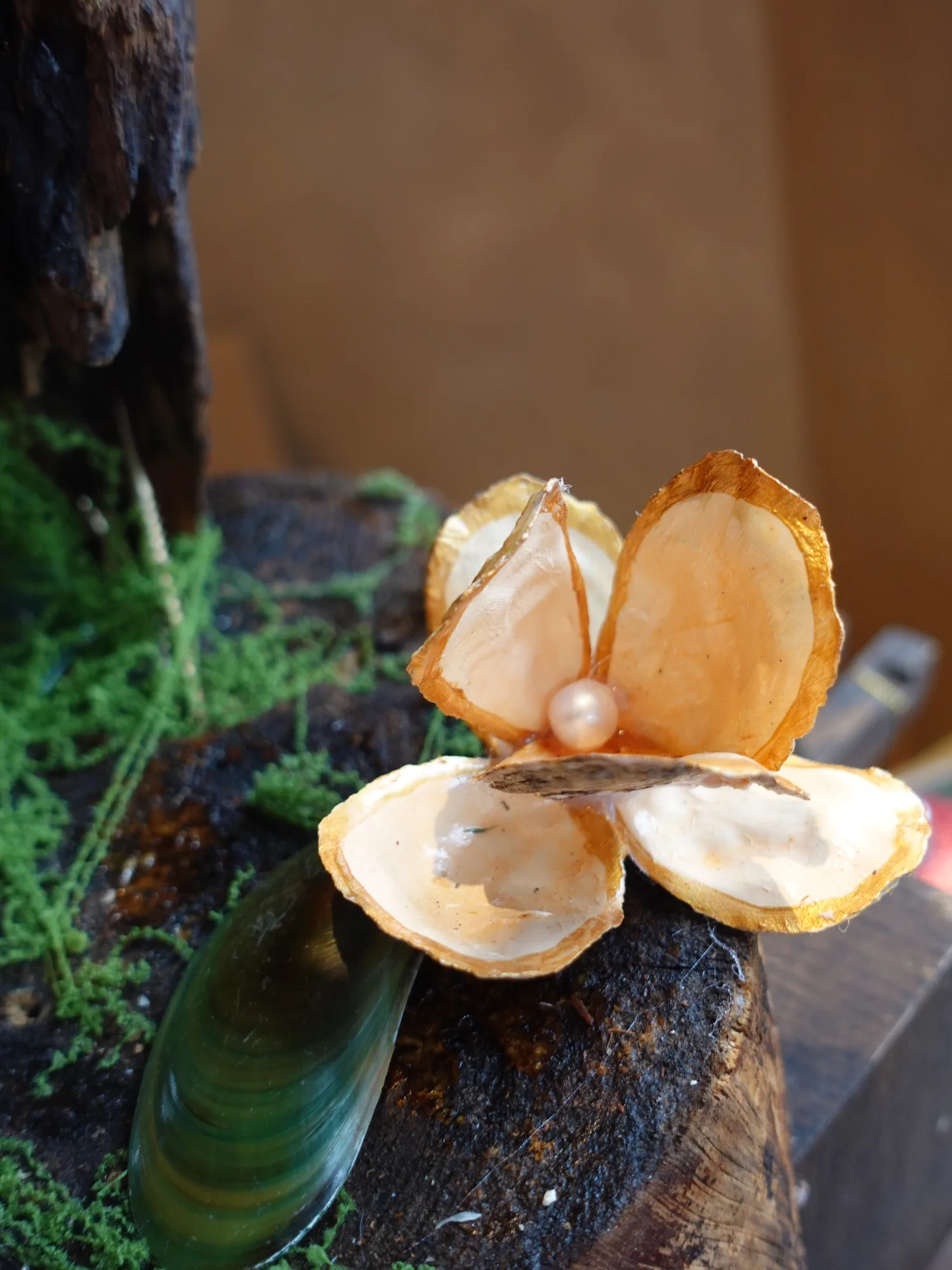 Vỏ ốc trang trí